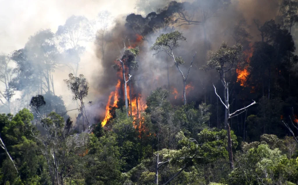 Kebakaran Hutan