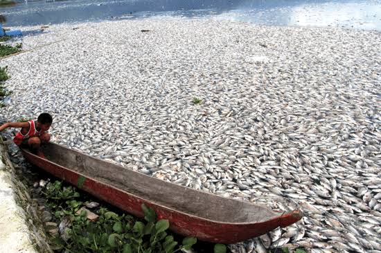 921 Ton Ikan Danau Maninjau Mati Kekurangan Oksigen