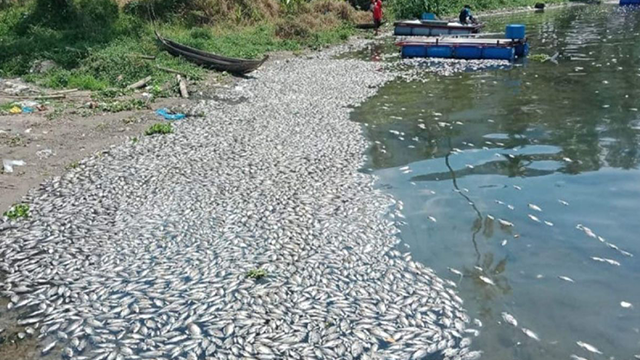 921 Ton Ikan Danau Maninjau Mati Kekurangan Oksigen