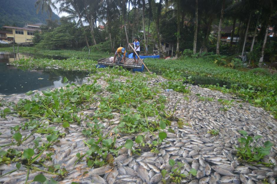 921 Ton Ikan Danau Maninjau Mati Kekurangan Oksigen