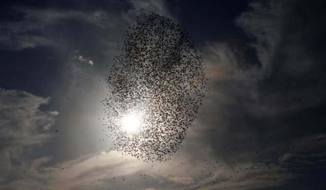 Kerumunan Jalak Atraksi di Langit Inggris