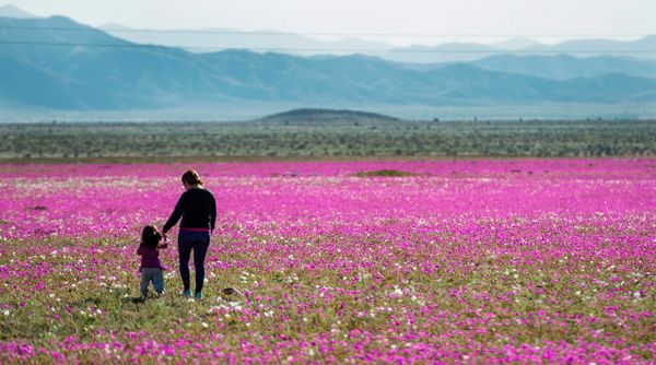 Gurun Atacama