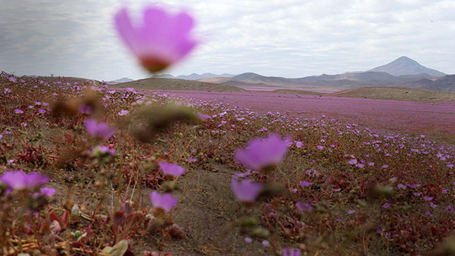 Gurun Atacama