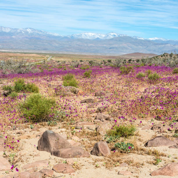 Gurun Atacama