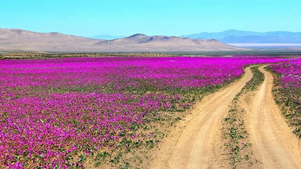 Gurun Atacama