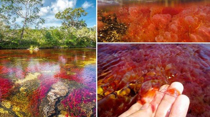 Pelangi Air Cano Cristales